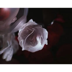 Roseonly X Skullpanda Burining Limited Figure -Cheap Pop Mart Store 4 728369ba 9639 42ec 8bf2 4368a061b844